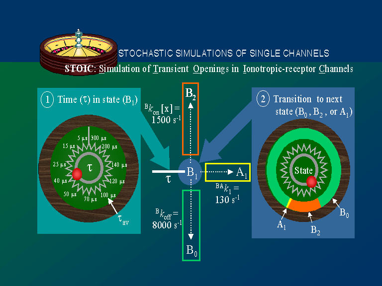 STOIC, Simulation of Transient Openings in Ionotropic-receptor Channels