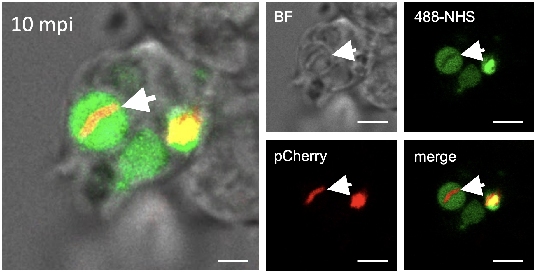 Capture d’écran 2026-02-03 à 11.39.03.png