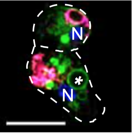 Screen Shot 2018-10-18 at 11.49.25.png