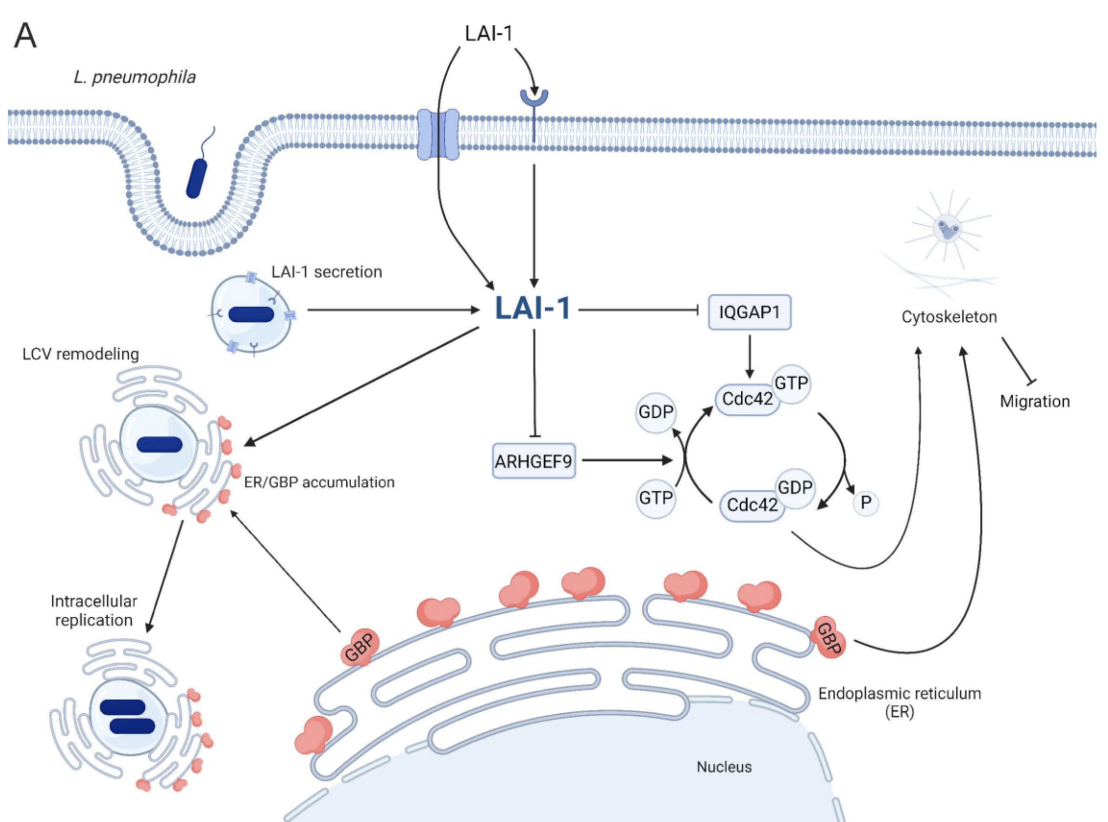 Legionella paper.png