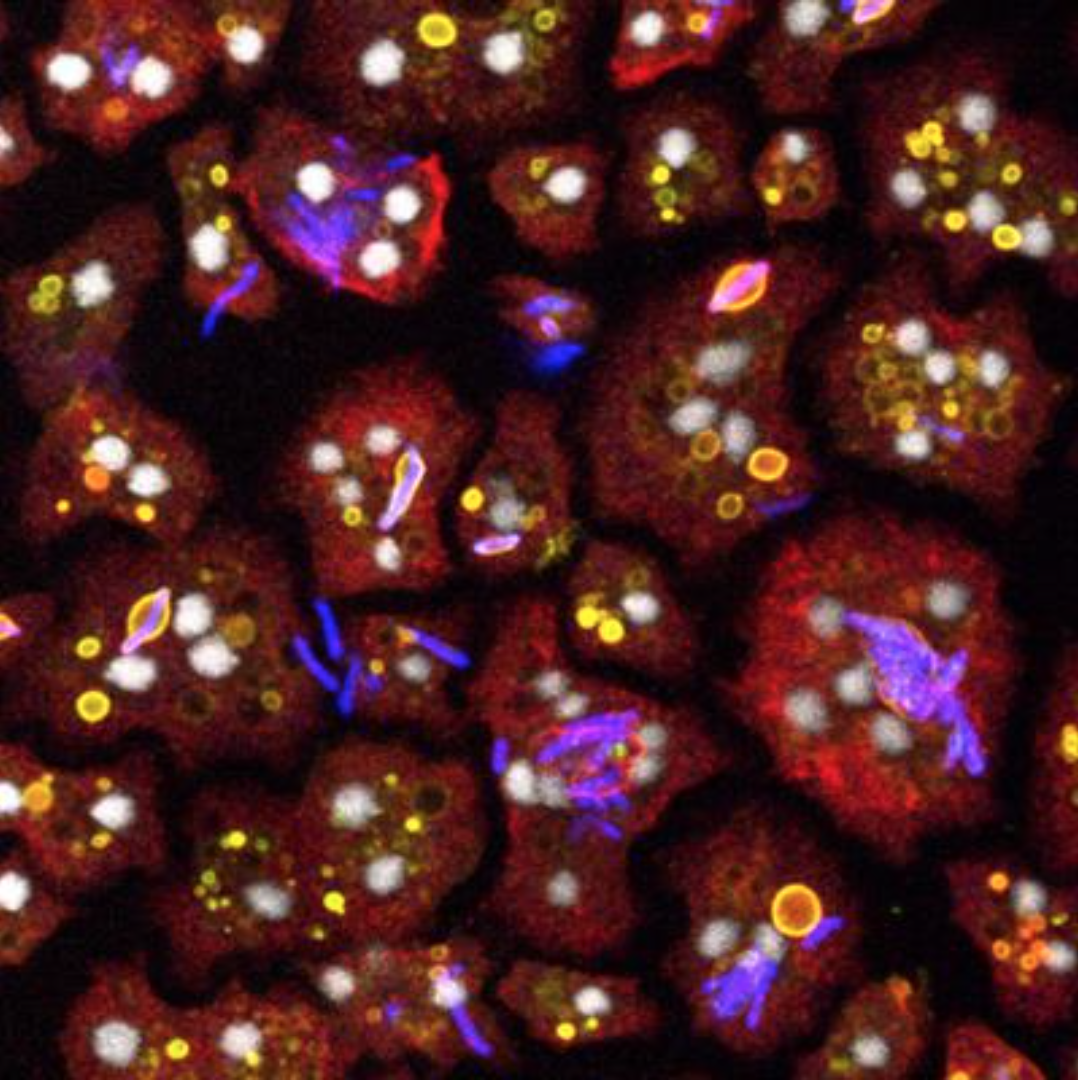 Screenshot 2019-02-18 at 11.26.07.png