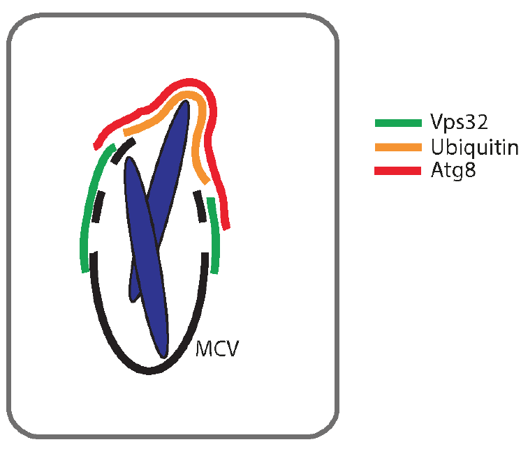 Screen Shot 2018-05-31 at 08.38.10.png