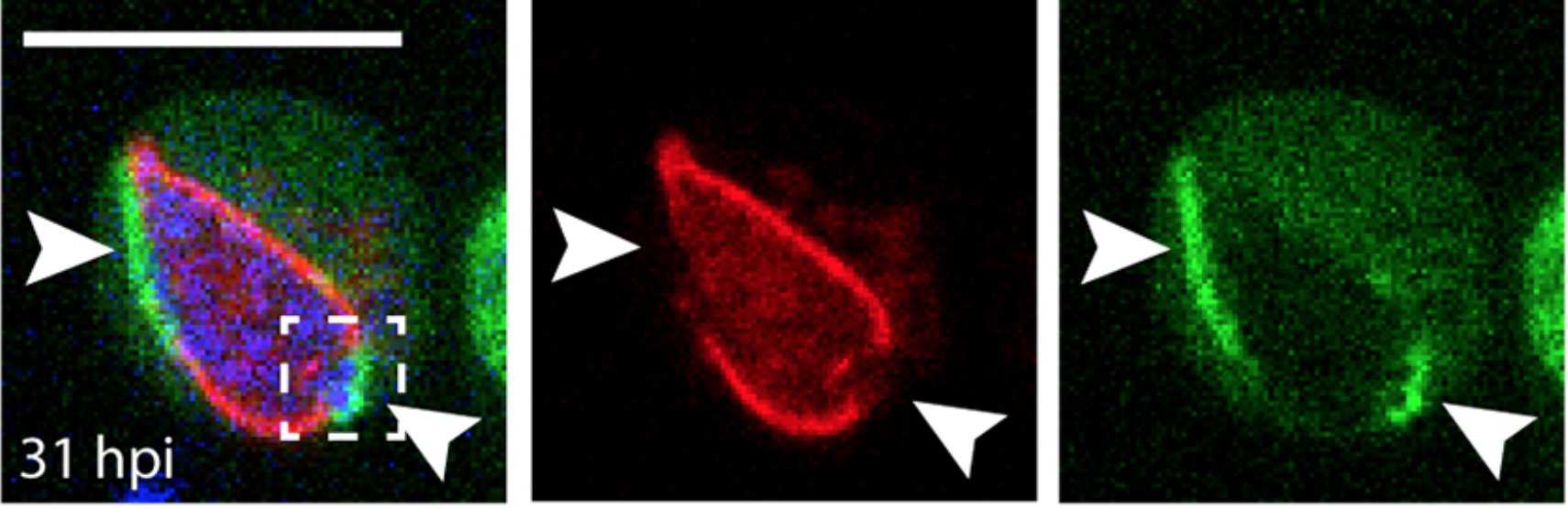 Screen Shot 2019-01-04 at 09.38.20.png