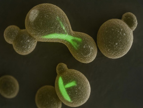 levin_et_al_cover_small - copie.jpg