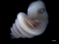embryon-serpent-bles_200.jpg