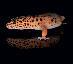 Capture d’écran 2026-01-12 à 13.26.39.png