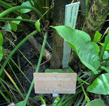 Palétuvier rouge 2 site.jpg