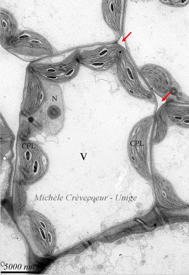 Cellule mesophylle 