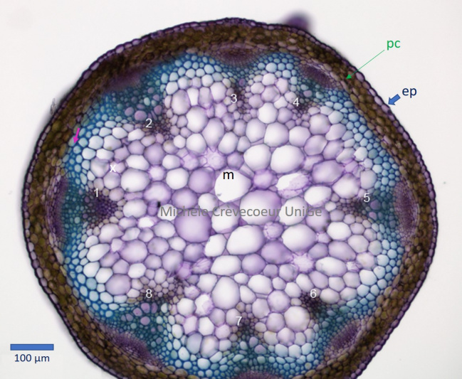 Tige arabidopsis CT.jpg