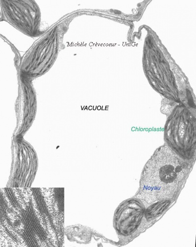 Cellule du mésophylle de feuille d'Arabidopsis