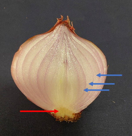 Bulbe oignon 2.jpg