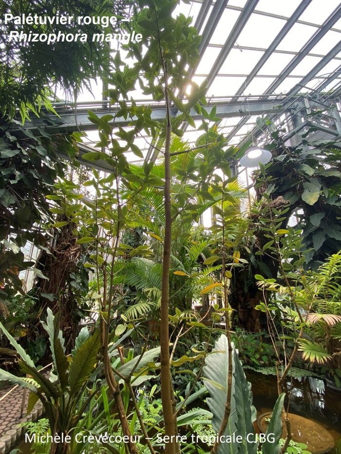 3 - Palétuvier rouge b.jpg