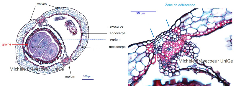 CT Silique Safranine Bl Alcian