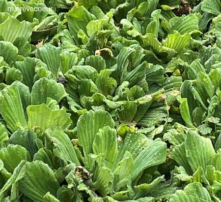 Pistia zoo Curitiba.jpg