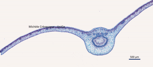 Site Miniphoto feuille cafeier.jpg