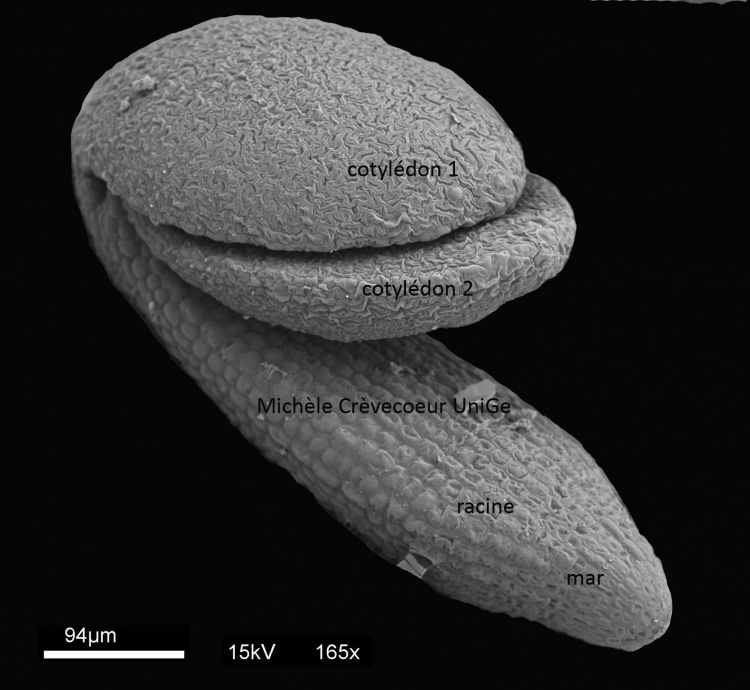 MEB embryon d'Arabidopsis