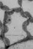 Cellule du parenchyme - Feuille d'Arabidopsis