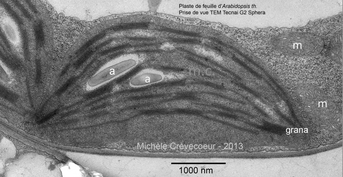 Chloroplaste de feuille d'Arabidopsis