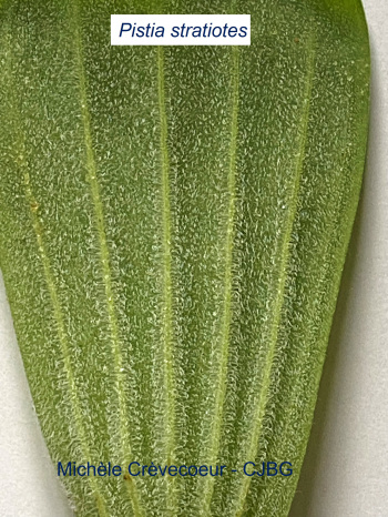 Pistia stratiotes 3 site.jpg