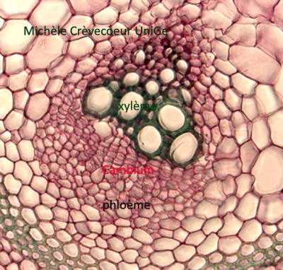 Cambium tige d'Aristoloche