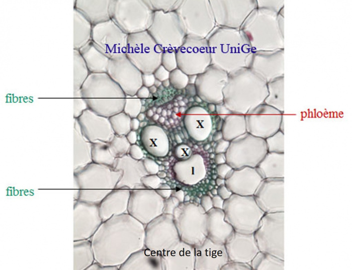 Faisceau conduct tige Zea mays