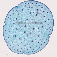 Miniphoto Sansevieria cylindrica.jpg