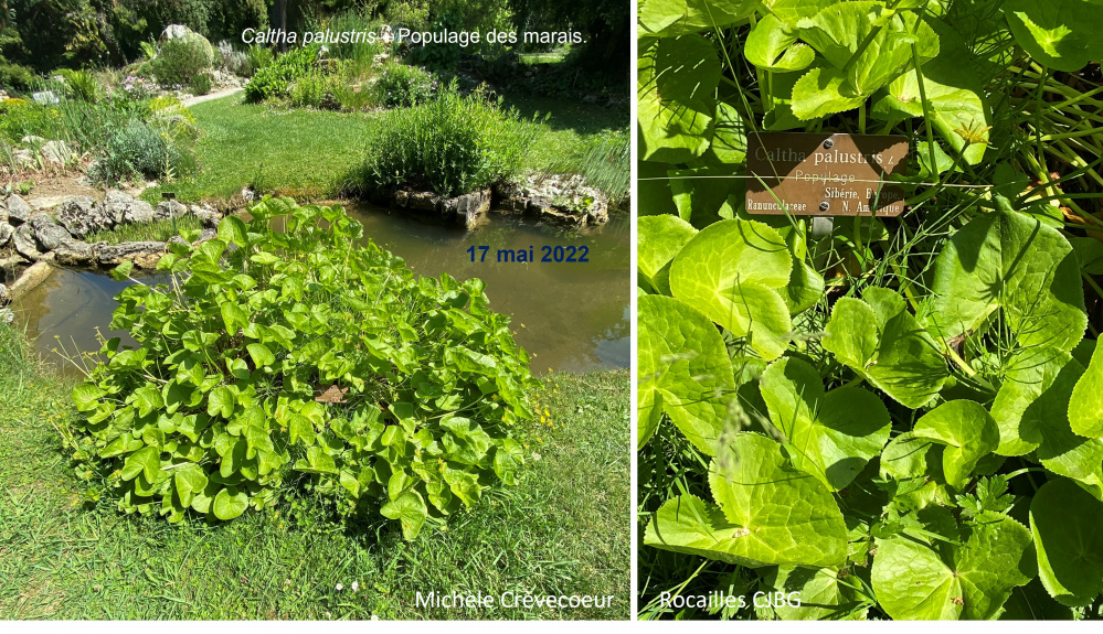 Caltha palustris 17 mai site.jpg