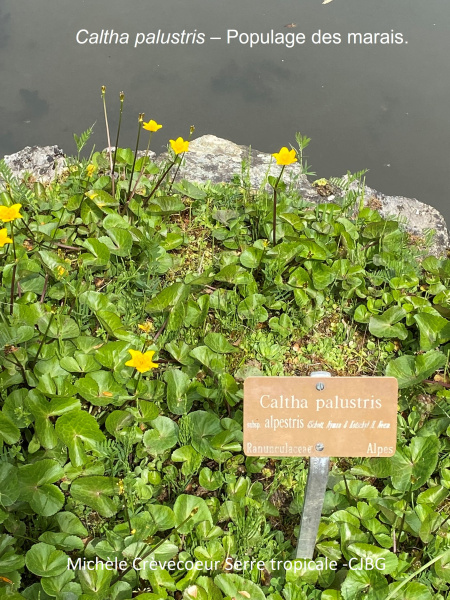 Caltha palustris 29 avril site 2.jpg