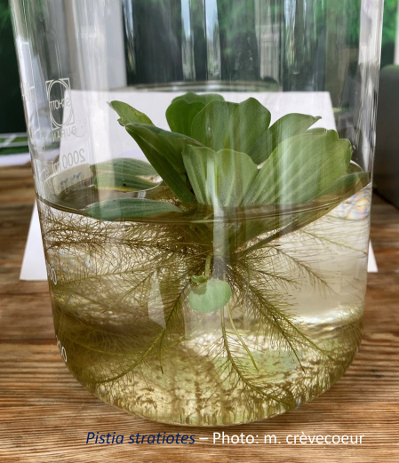 Pistia stratiotes 2 site.jpg