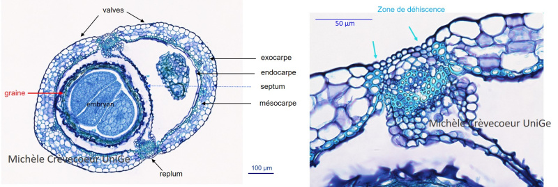 CT Silique Bleu toluidine.jpg