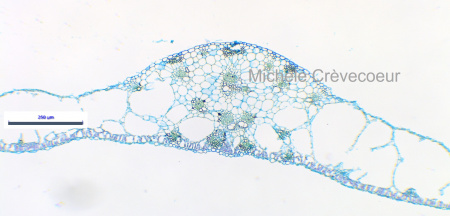 Site miniphoto feuille xanthosoma.jpg