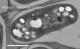 Bactéroïde  (NGR234) - nodule de Leucaena l