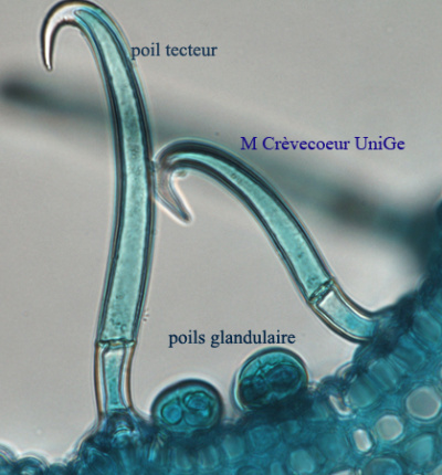 Site Poils epiderme tige haricot.jpg