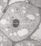 Cellule de méristème primaire de racine de Zea mays