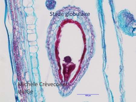 CL2 Silique Safranine Bl Alcian