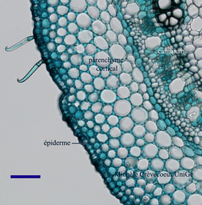 Site Base tige haricot VM vibrat 10x a.jpg