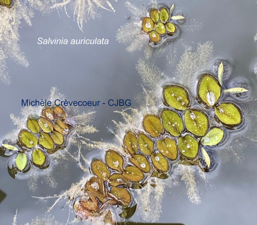 Salvinia auriculata