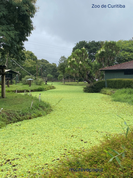 Pistia s. zoo Curitiba.jpg