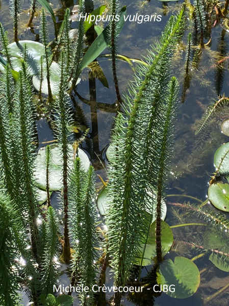Pesse d'eau 2 site.jpg