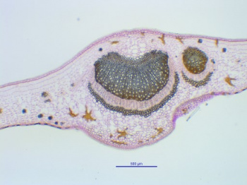 Site mini image feuille Camelia.jpg