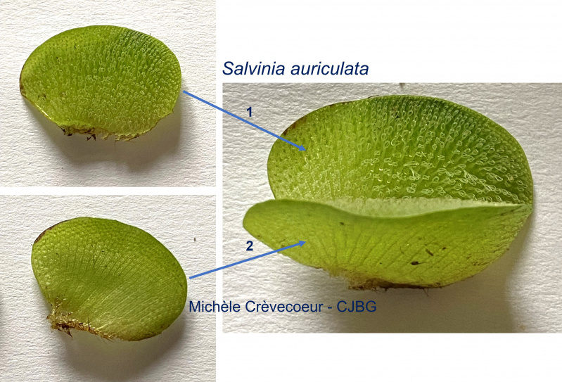 Salvinia auriculata 