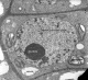 Cellule de méristème de tige - Spinacia oleracea