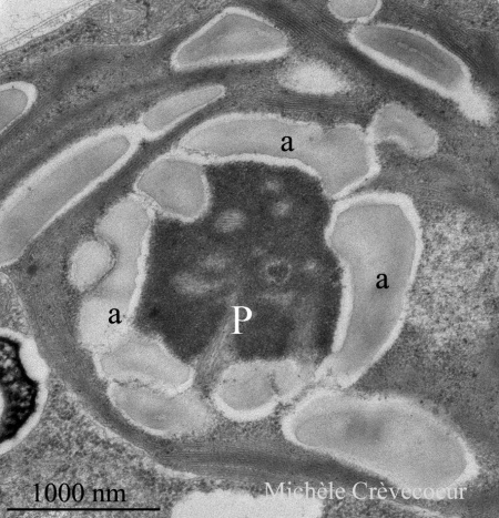 Site Chlamydomonas pyrénoïde