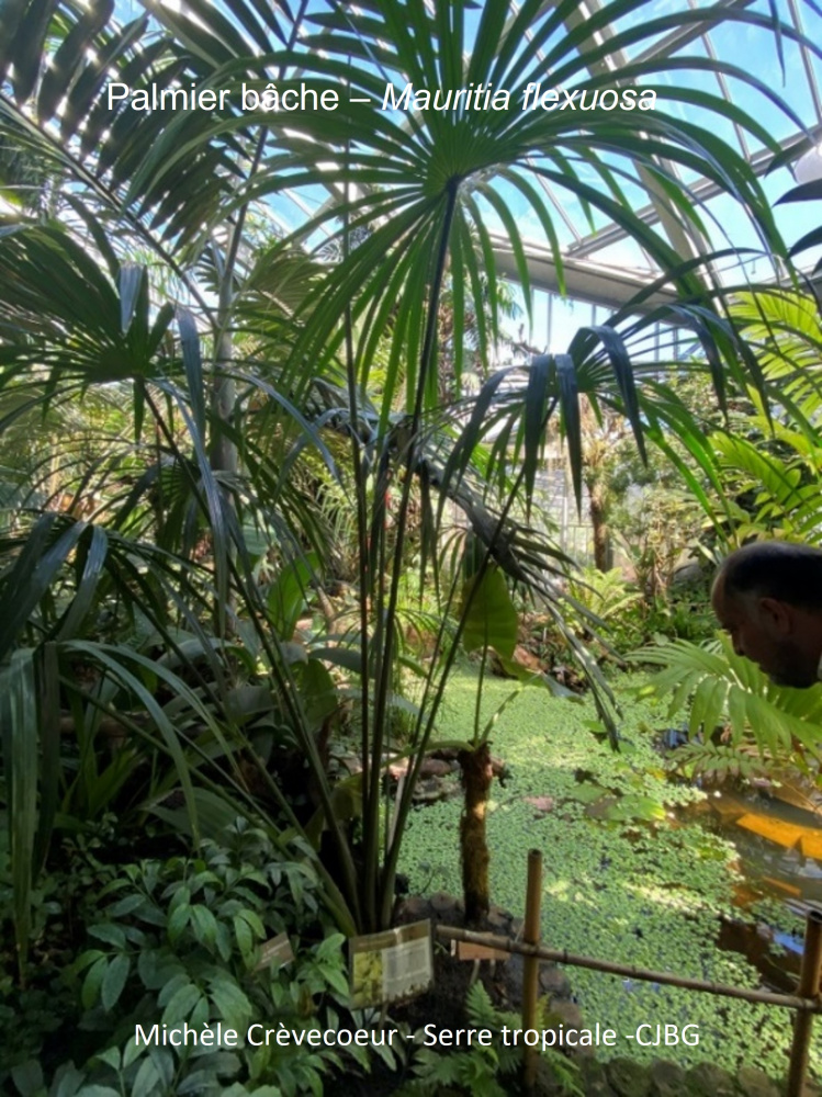 4 - Palmier bâche.jpg