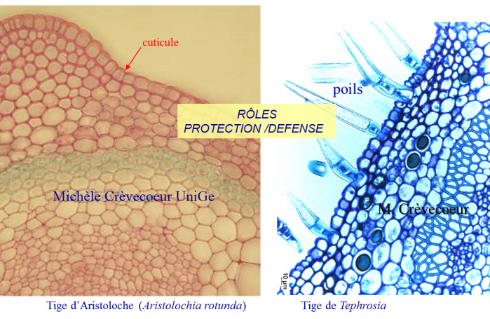 Site Epiderme organes aériens .jpg
