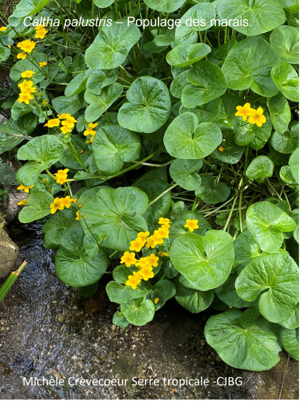 Caltha palustris 29 avril site 1.jpg
