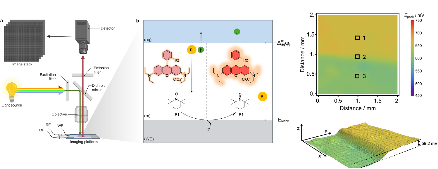 Bakker Illustration.png