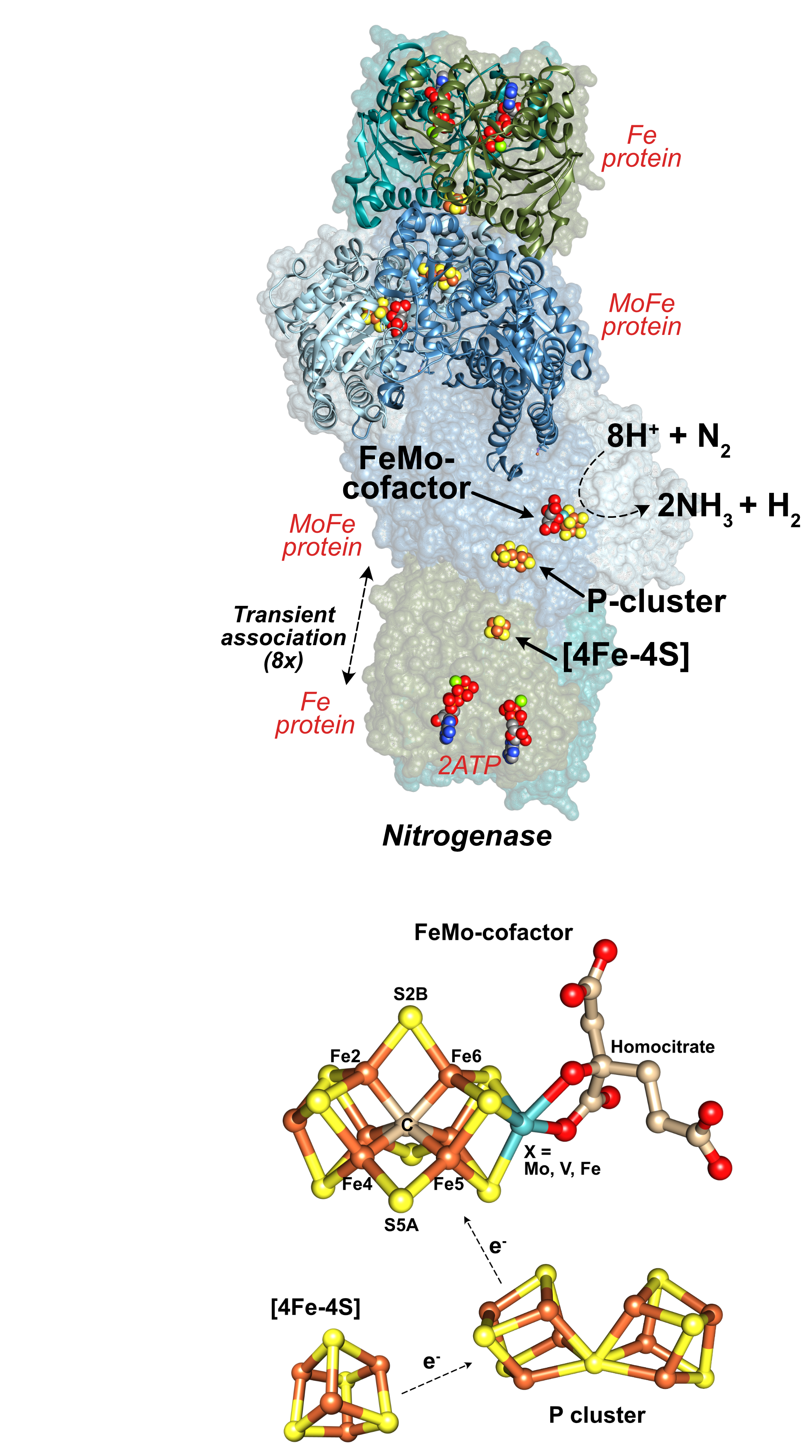 Nitrogenase Figure V2.png