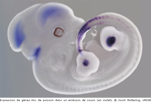 Expression de gènes Hox de poisson dans un embryon de souris