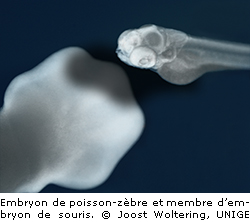 Embryon de poisson-zèbre et membre d’embryon de souris